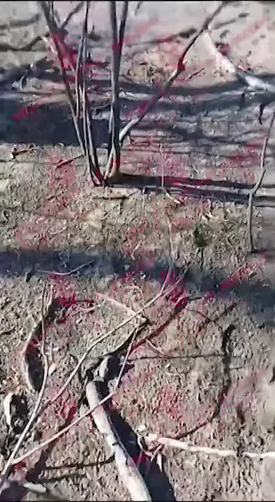 ��������� ���: ����� �� ��������. ��������� �������