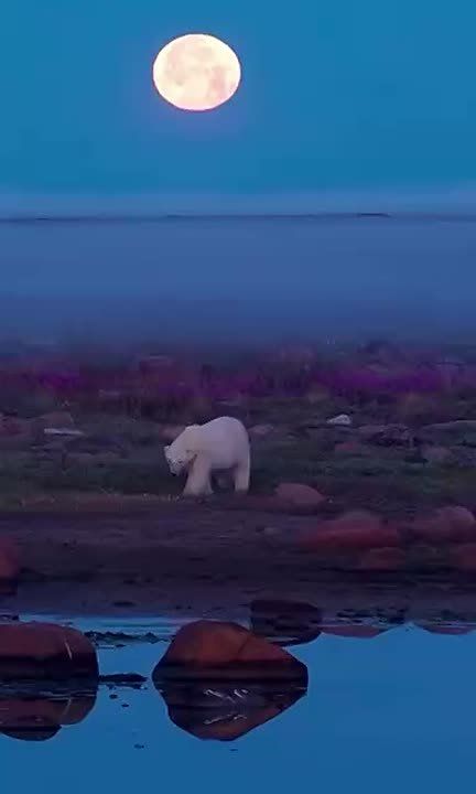 ��������� ����, ���������!