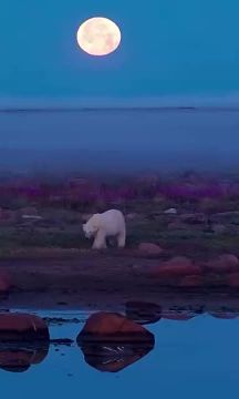 Спокойной ночи, Мариуполь!