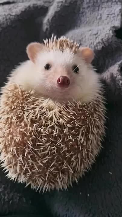 ������ ����, ���������!. ����� ���� ���� �������� � �������� ����������, ������ ������, �������� �������� � ���������� �������