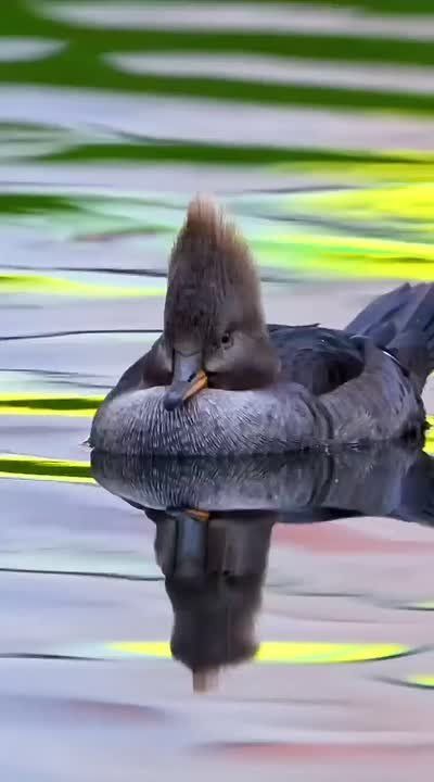 ��������� ����, ���������!