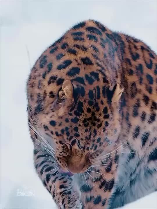 ��������� ����, ���������!