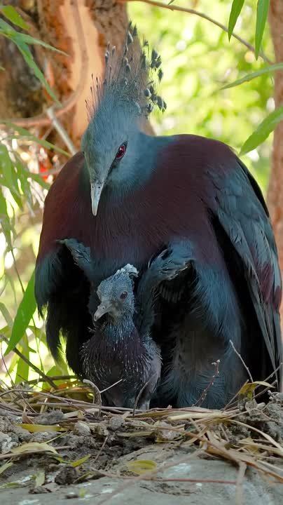 ��������� ����, ���������!