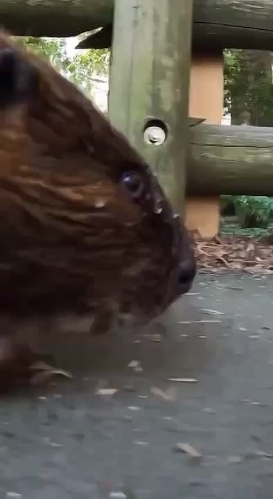 � ������ �����, ���������!