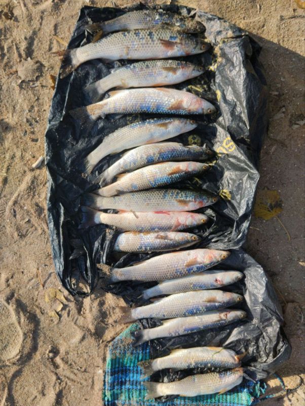 В ДНР транспортные полицейские пресекли факт браконьерства на побережье Азовского моря