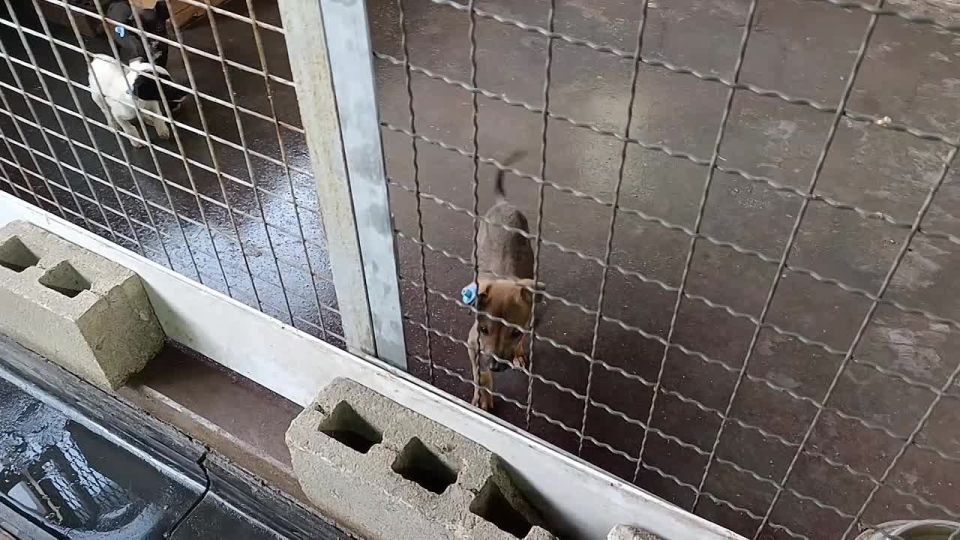 Антон Кольцов: Побывал на участке муниципального предприятия «Зеленстрой» по работе с безнадзорными животными