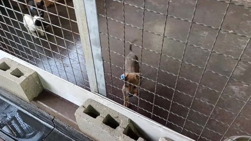 Антон Кольцов: Побывал на участке муниципального предприятия «Зеленстрой» по работе с безнадзорными животными