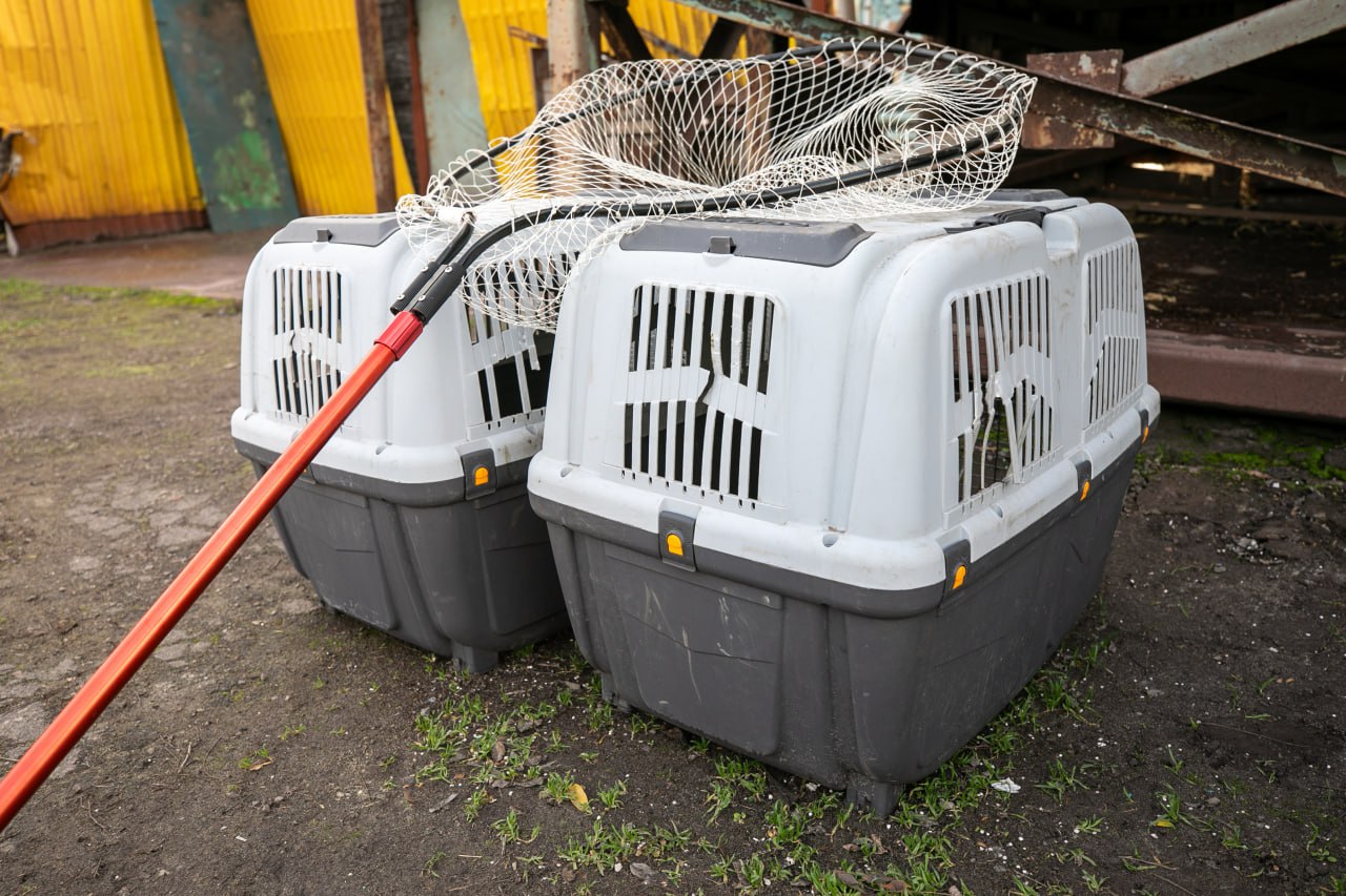 Антон Кольцов: Побывал на участке муниципального предприятия «Зеленстрой» по работе с безнадзорными животными Антон Кольцов: Побывал на участке муниципального предприятия «Зеленстрой» по работе с безнадзорными животными