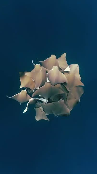 ��������� ����, ���������!