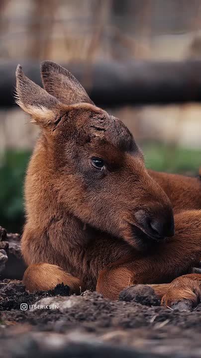 ��������� ����, ���������!