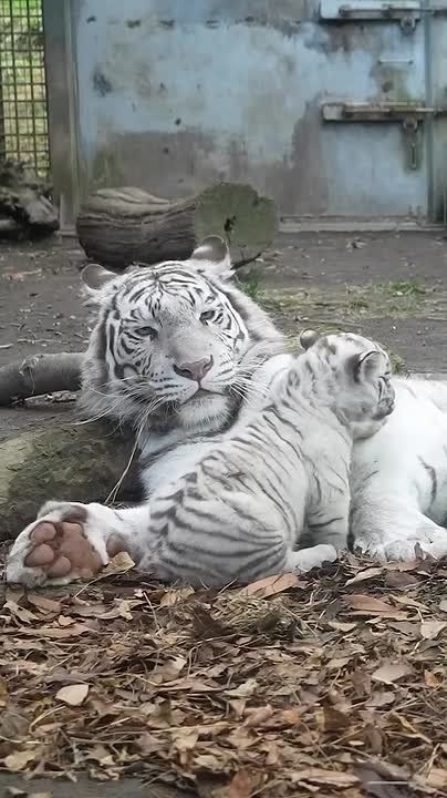 ��������� ����, ���������!