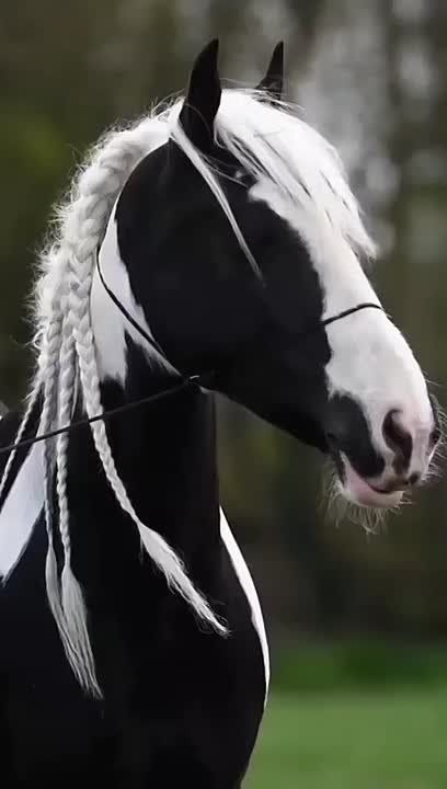 ��������� ����, ���������!