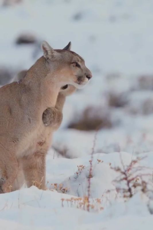 ��������� ����, ���������!