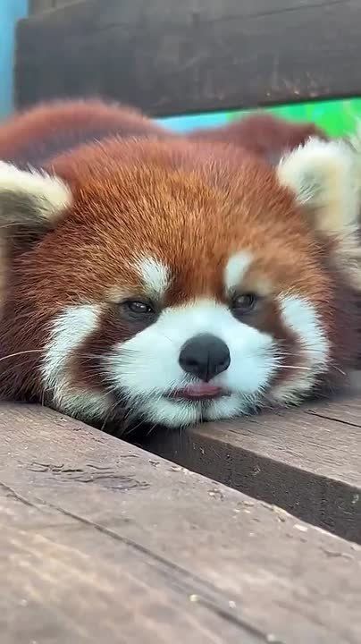 ��������� ����, ���������!