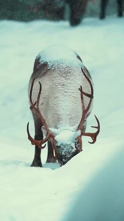 ��������� ����, ���������!