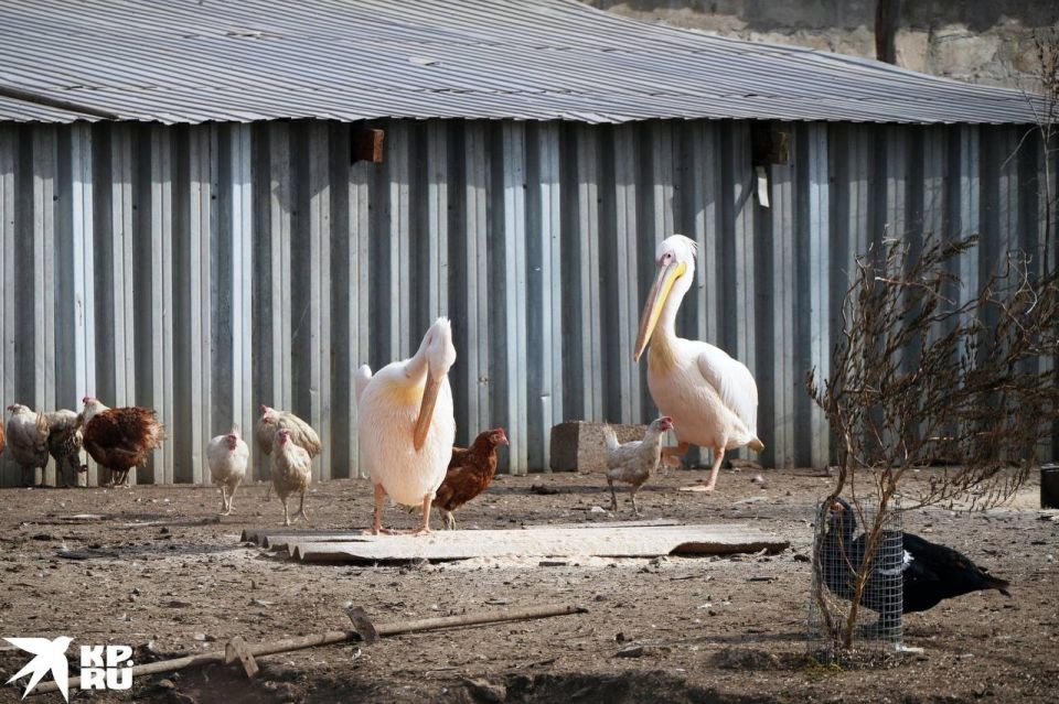 ��� ����� �������� ���� ��������� ����� � ������������� ��������