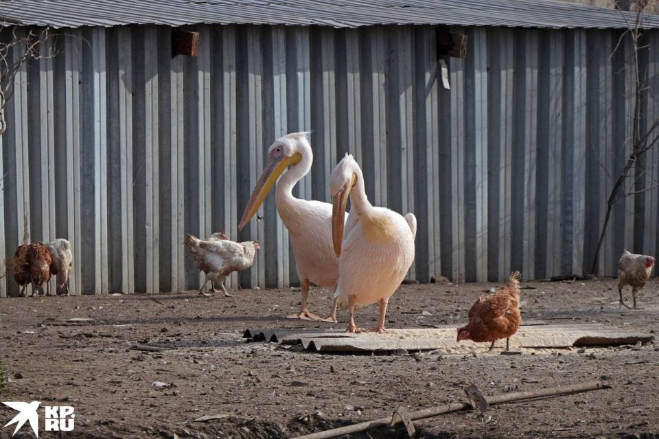 ��� ����� �������� ���� ��������� ����� � ������������� ��������