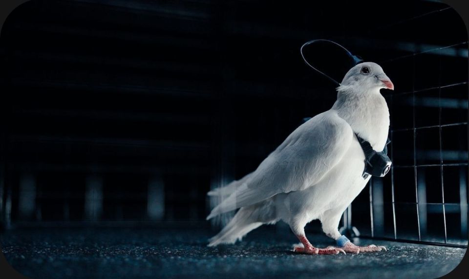 ���������� �������������� ����������� �������� � �������� ���������� �������-���������