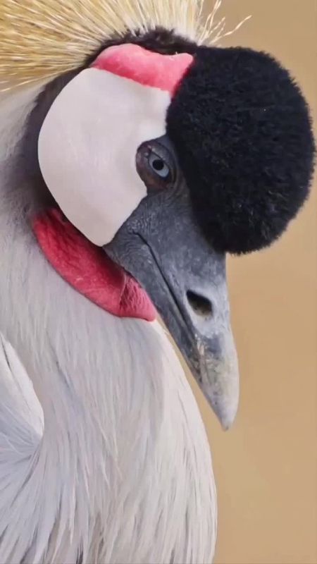 ��������� ����, ���������!