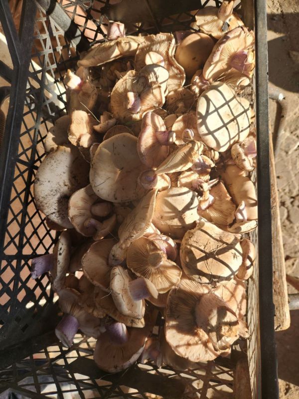 Какие грибы растут в декабре?