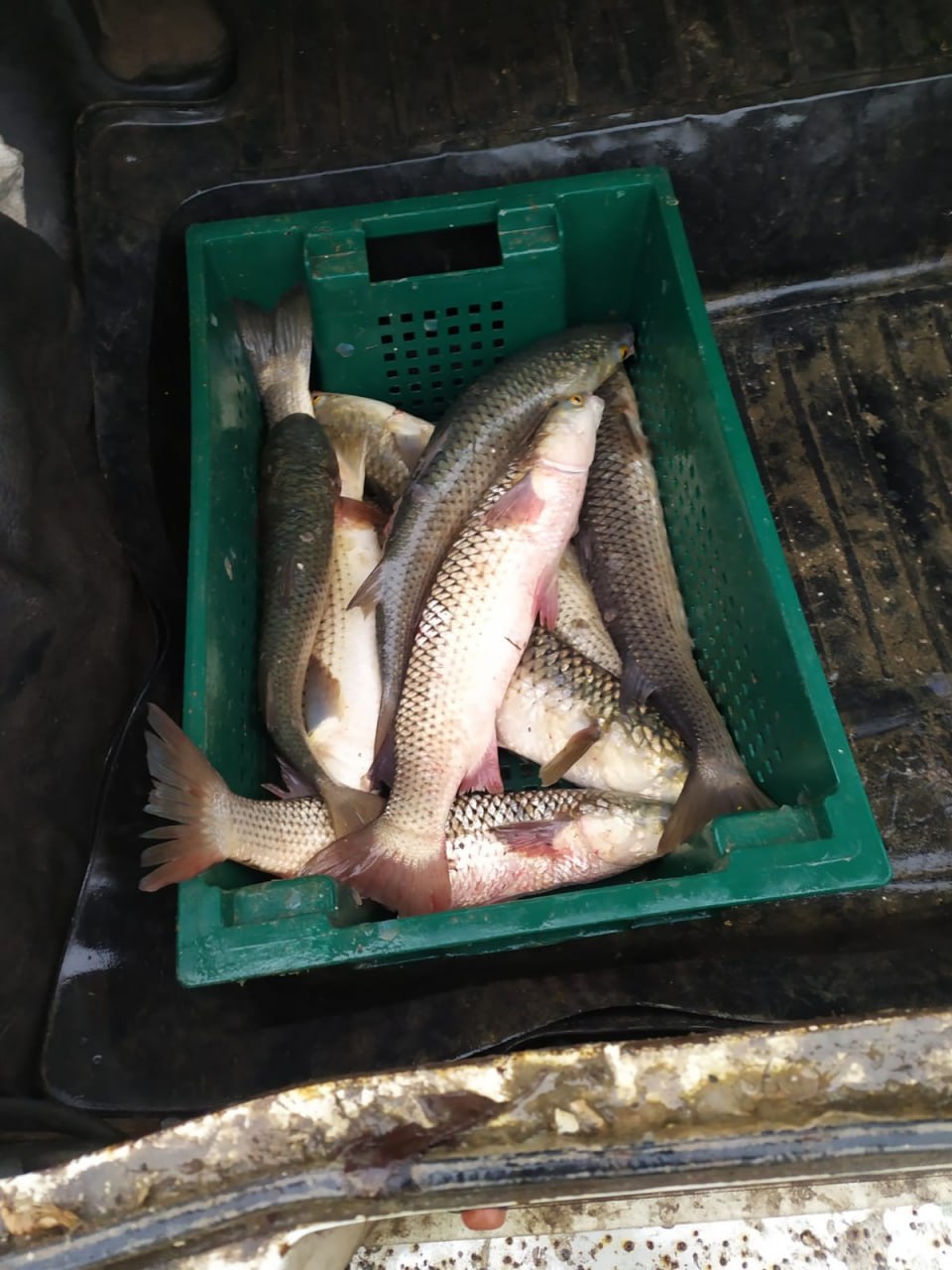 Браконьер пойман с поличным