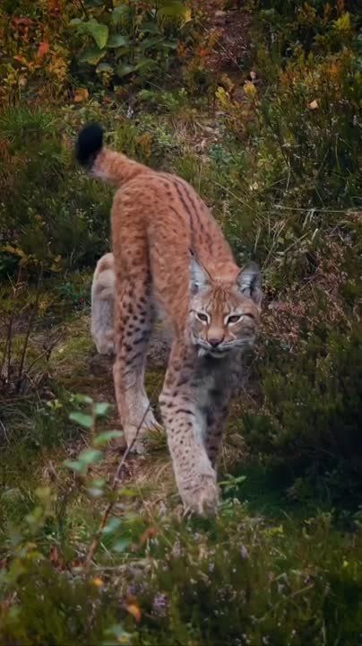 ��������� ����, ���������!