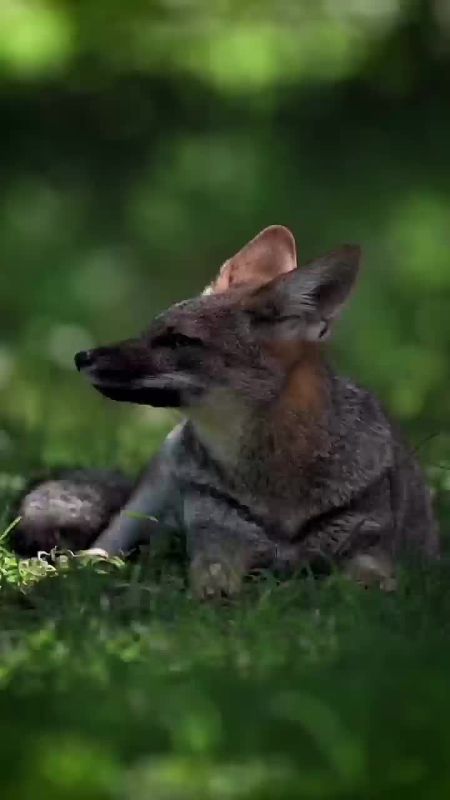 ��������� ����, ���������!