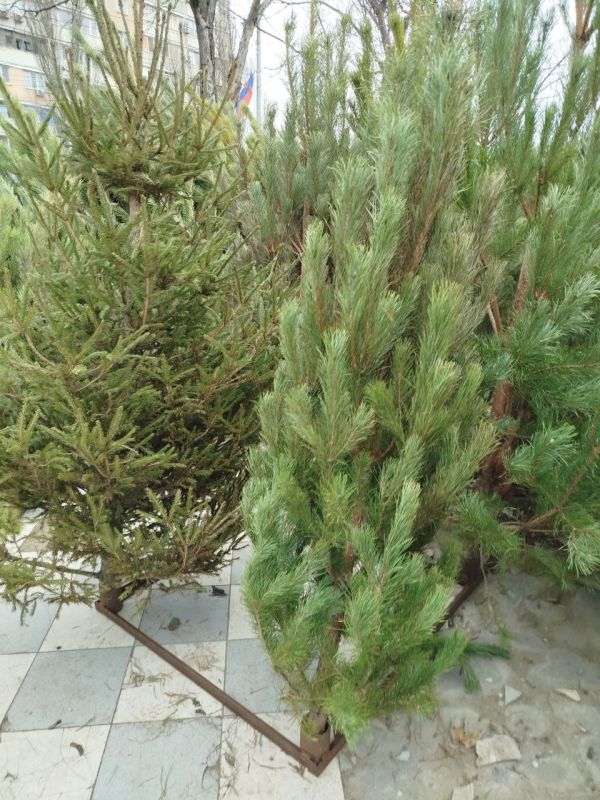 ������� ������ ��� �� ������ ���������