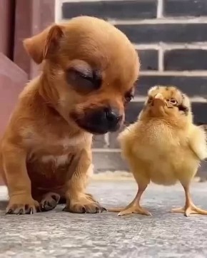 ��������� ����, ���������!