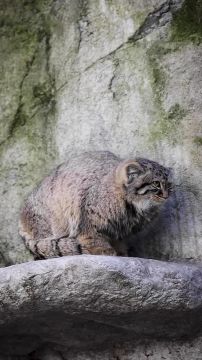 � ������ �����, ���������!