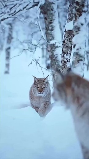 ��������� ����, ���������!