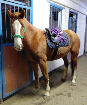 Кто бывал на коне, тот бывал и под конем: мудрые русские поговорки о лошадях