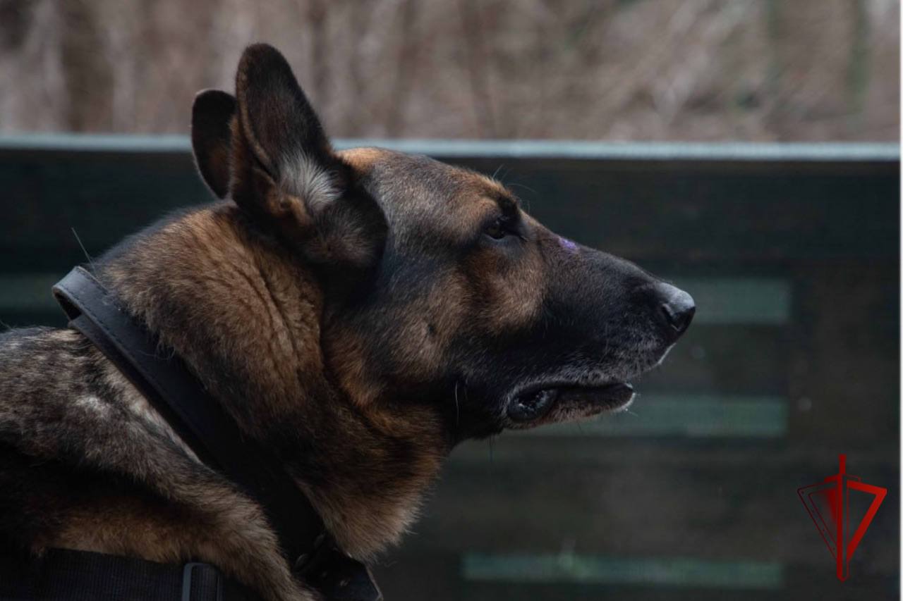 В ДНР кинологи, выполняющие задачи специальной военной операции, провели тренировку собак минно-разыскной службы В ДНР кинологи, выполняющие задачи специальной военной операции, провели тренировку собак минно-разыскной службы