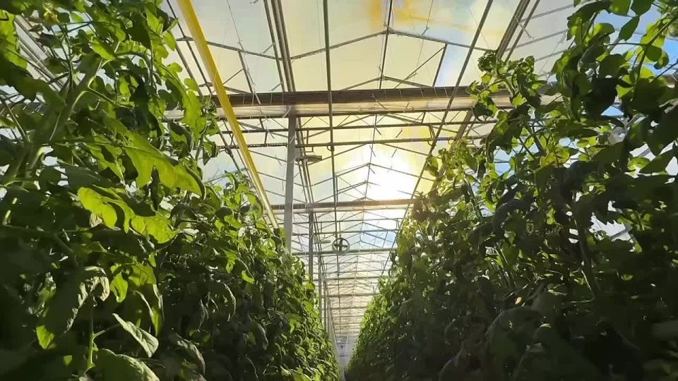 � ���������������� ��������� �������� �������� ���������� ������������ ���������� ����� �������������� ��������