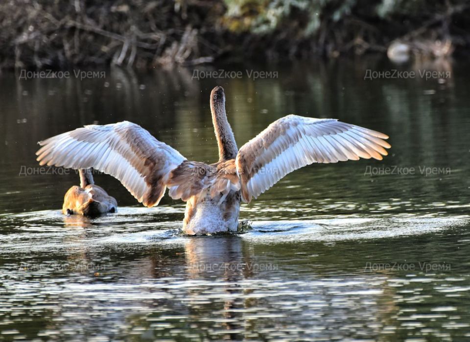 ������� ��� ����� � ����: ��������� �������� ���������� ����� ������ �������� ������