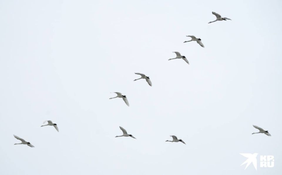 Стая лебедей в небе над Мариуполем летела красивым строем в форме буквы "V"