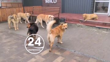 Стаи бродячих собак, которые не всегда доброжелательно настроены к людям, вызывают беспокойство и страх мариупольцев