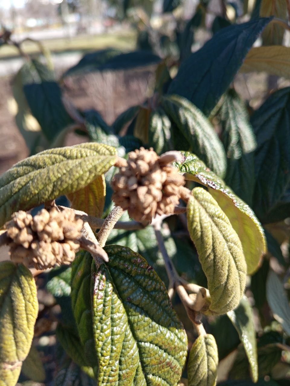 Флора нашего города. На этот раз объект наблюдения мы нашли в парке "Веселка"