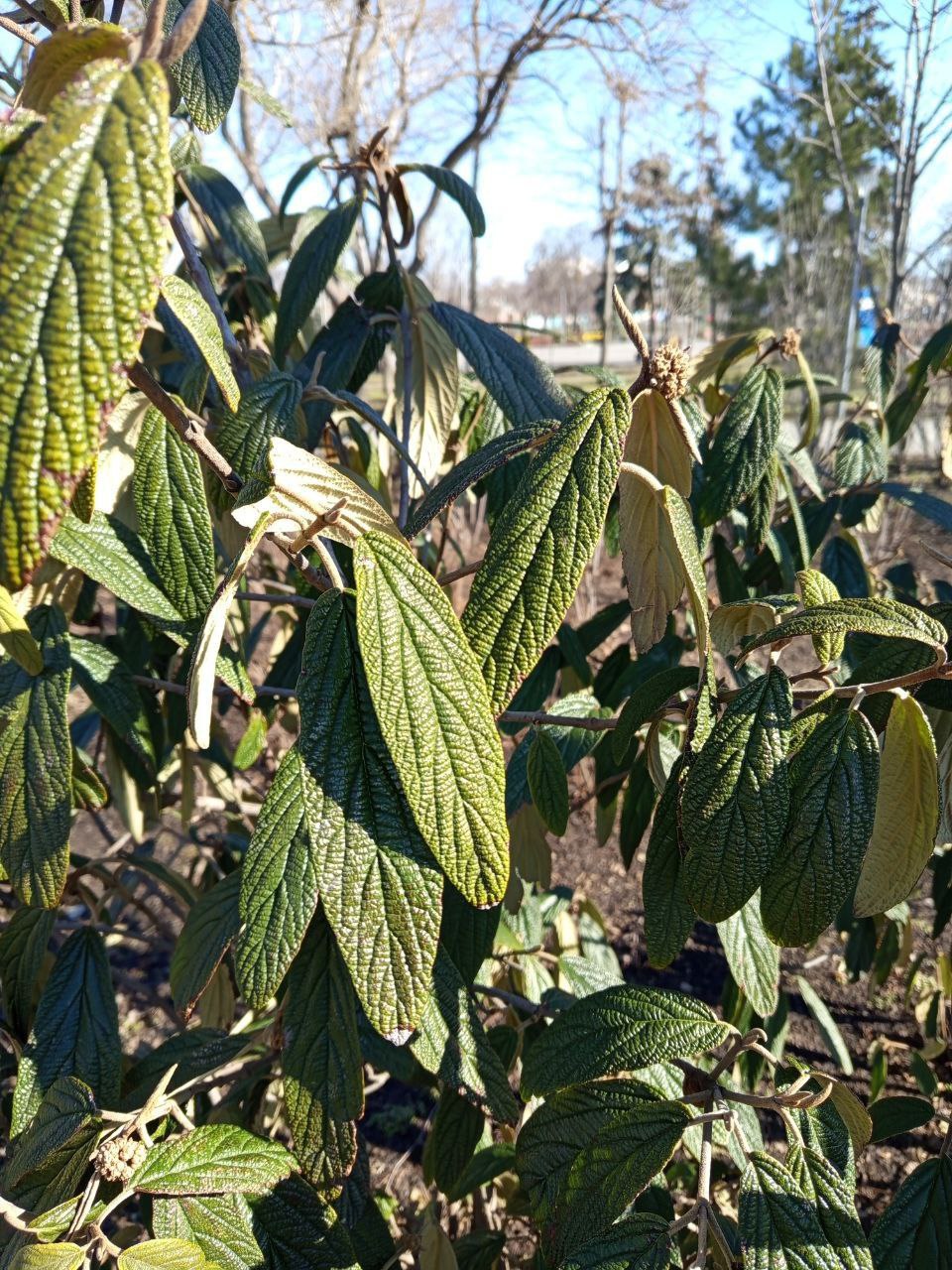 Флора нашего города. На этот раз объект наблюдения мы нашли в парке "Веселка" Флора нашего города. На этот раз объект наблюдения мы нашли в парке "Веселка"