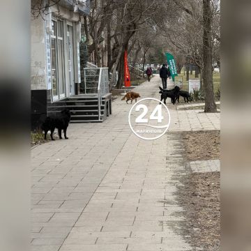 На пересечении проспектов Ленина и Строителей в Мариуполе стая бездомный собак ведет себя очень агрессивно по отношению к прохожим