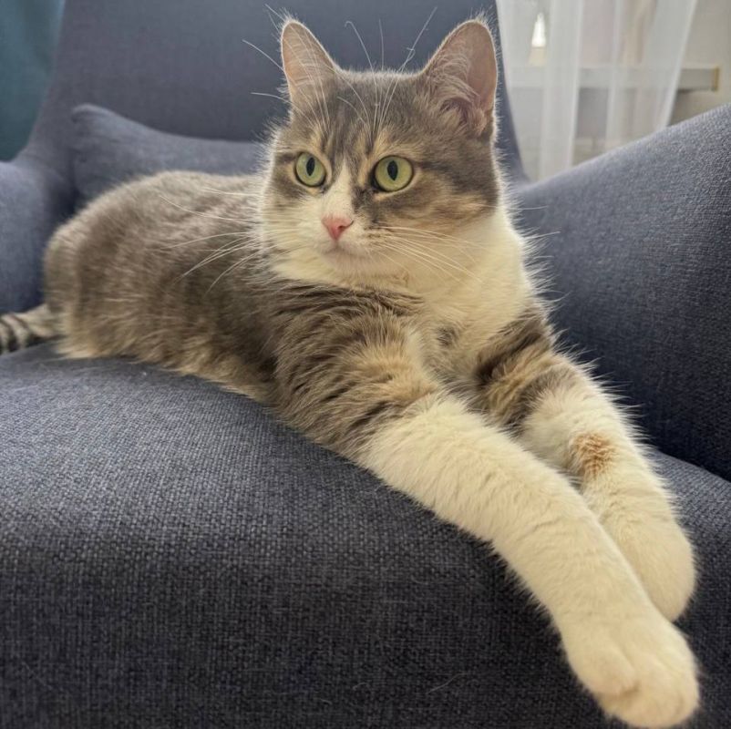 В Мариуполе жители могут бесплатно вакцинировать домашних животных от бешенства