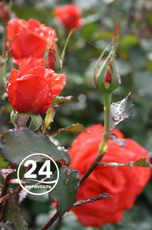 Доброе утро, Мариуполь! С Международным женским днем, наши дорогие подписчицы!