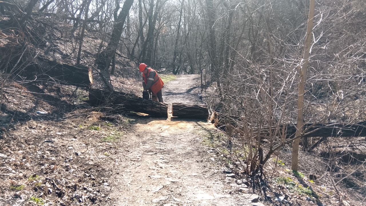 Коммунальщики оперативно убрали аварийное дерево в Приморском парке