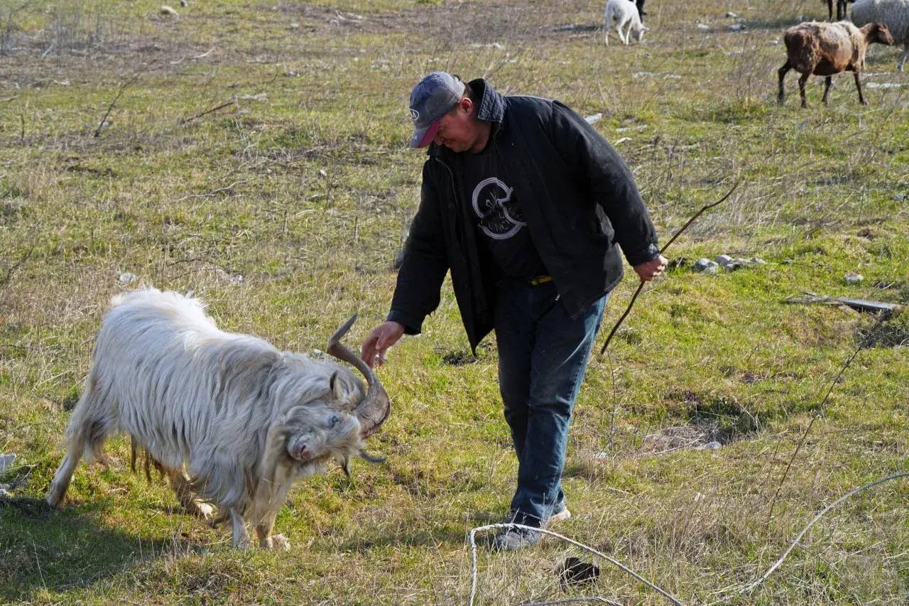 В живописных окрестностях Мариуполя на выпасе можно увидеть большое стадо коз во главе с харизматичным и строгим вожаком по кличке Кэха В живописных окрестностях Мариуполя на выпасе можно увидеть большое стадо коз во главе с харизматичным и строгим вожаком по кличке Кэха