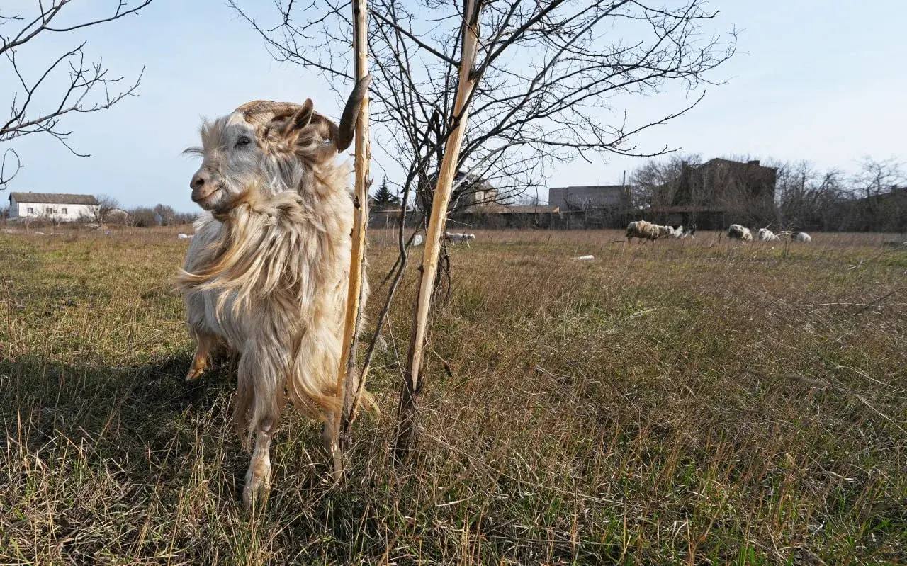 В живописных окрестностях Мариуполя на выпасе можно увидеть большое стадо коз во главе с харизматичным и строгим вожаком по кличке Кэха В живописных окрестностях Мариуполя на выпасе можно увидеть большое стадо коз во главе с харизматичным и строгим вожаком по кличке Кэха