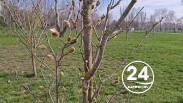 Природа явила очередное чудо весны