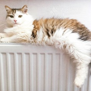 � ��� ����������� ������������ �����