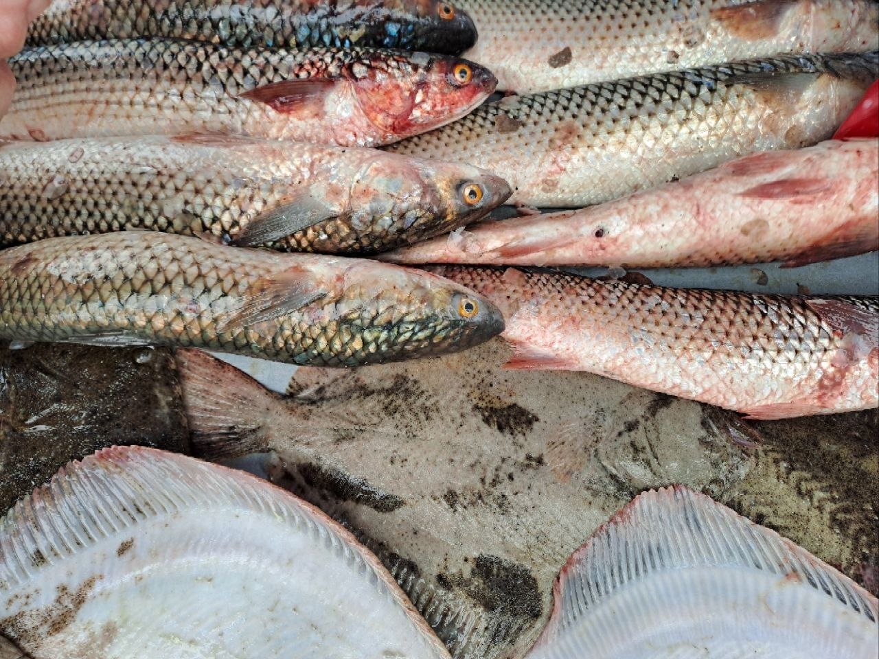 Универсальная ярмарка в городе Мариуполь Универсальная ярмарка в городе Мариуполь