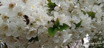 ������ �� ����� ����������� ������