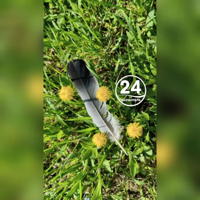 Весенний Мариуполь: апрельские цветы и облачное небо Весенний Мариуполь: апрельские цветы и облачное небо
